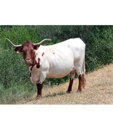 Razza Pronghorn 2