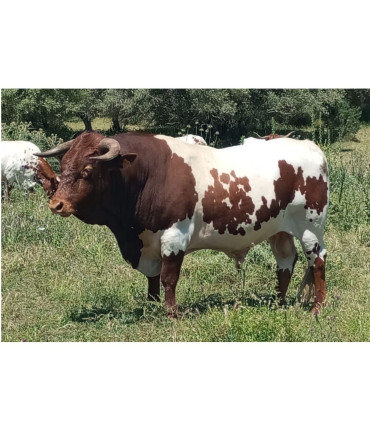 Pronghorn Razza 1
